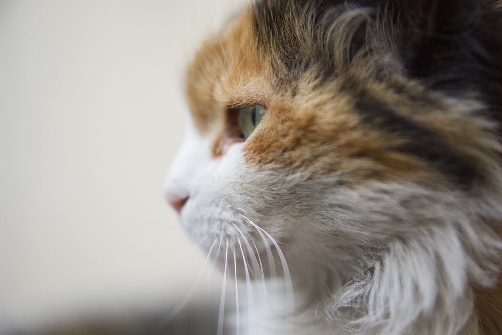 a close up of a cat's face with a blurry background