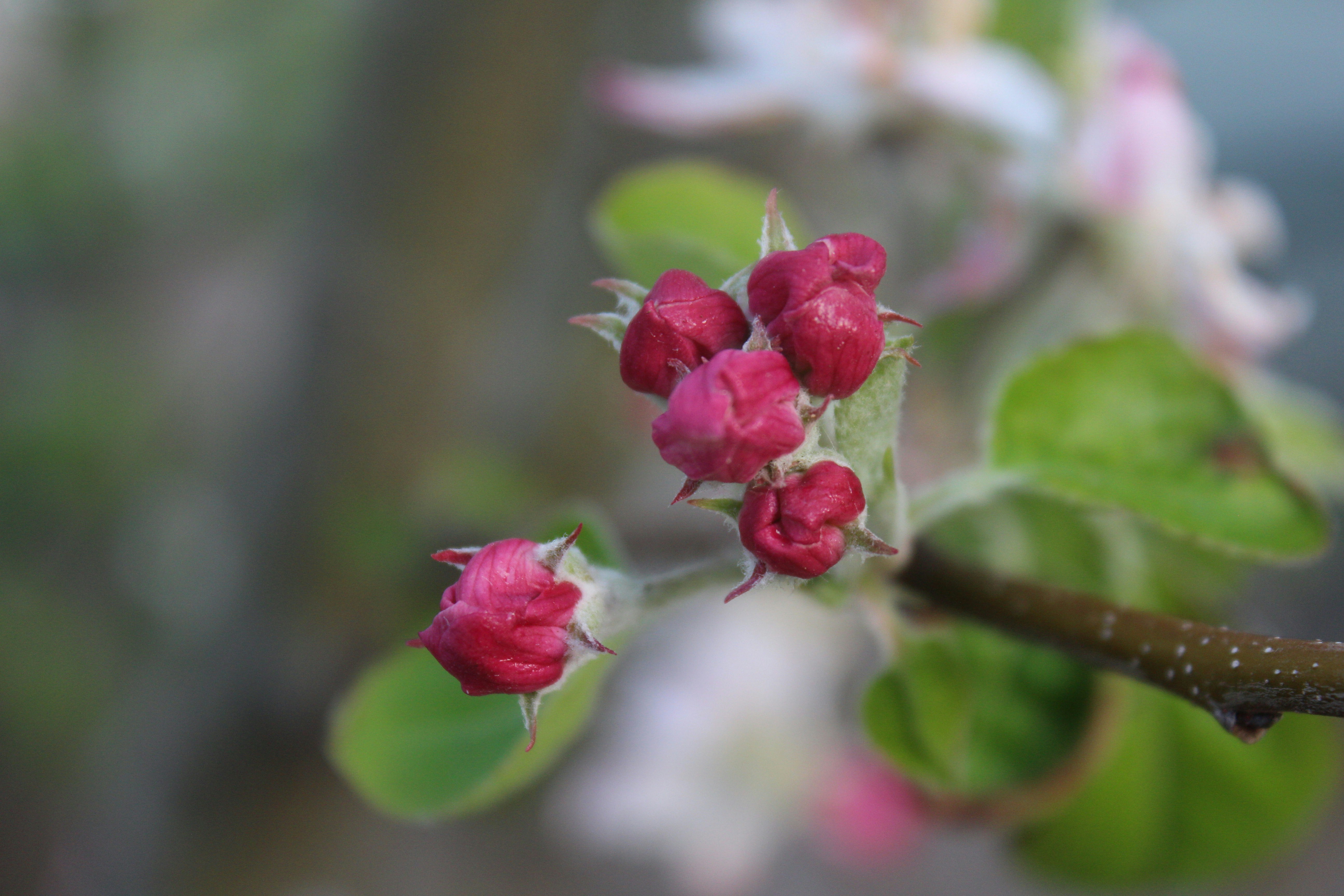 a close up of a flower on a tree branch