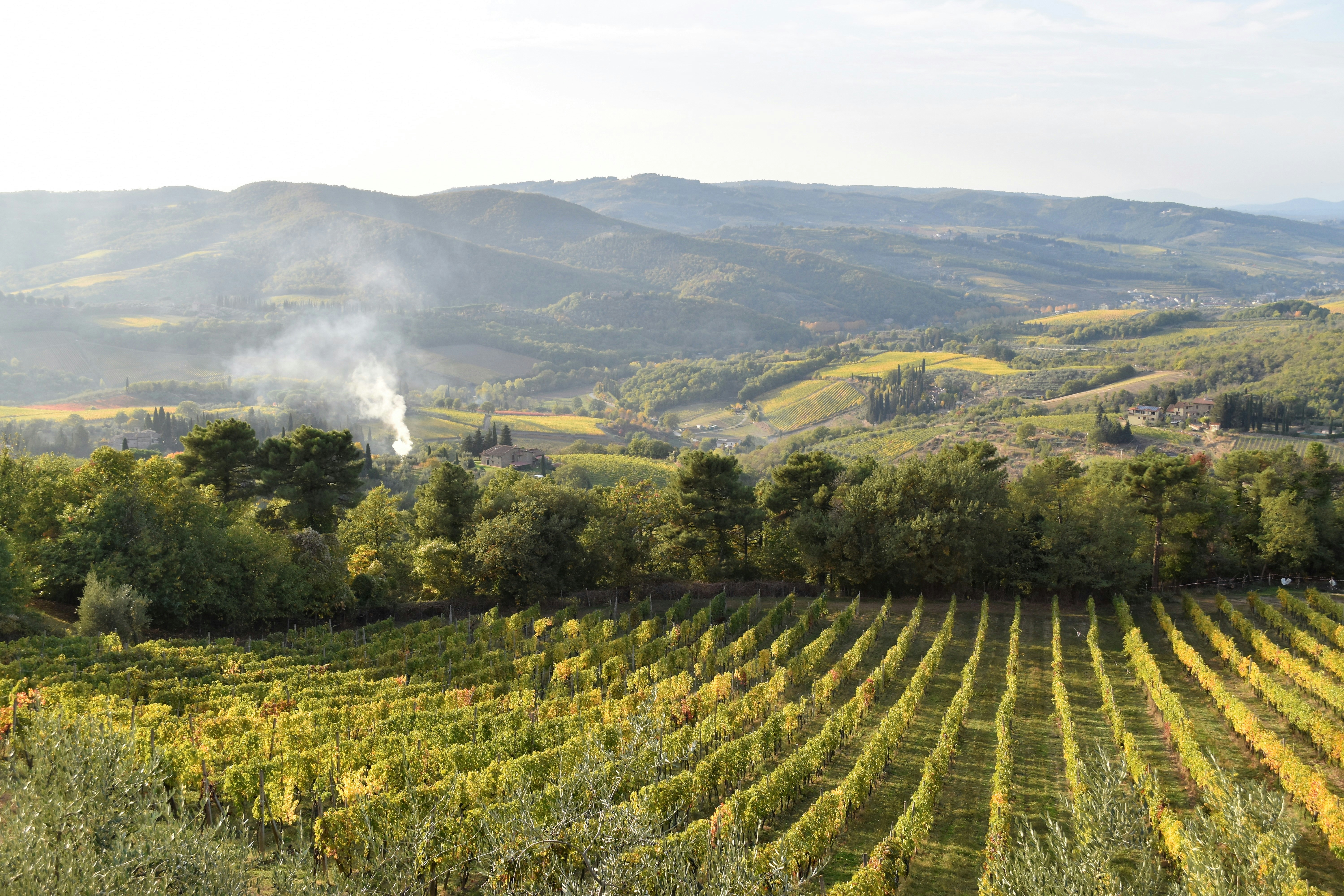 A large field of vines with mountains in the background