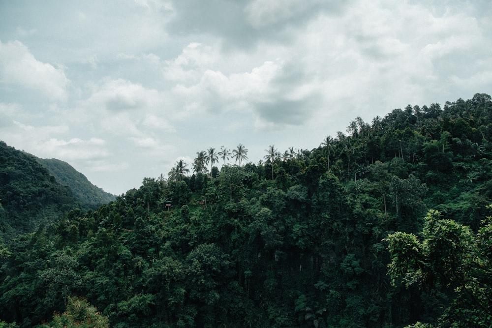 a lush green forest filled with lots of trees