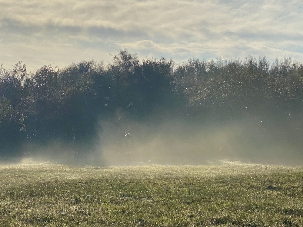 a horse standing in the middle of a field