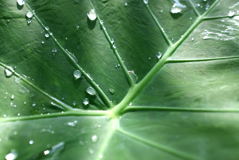 una grande foglia verde con gocce d'acqua su di essa