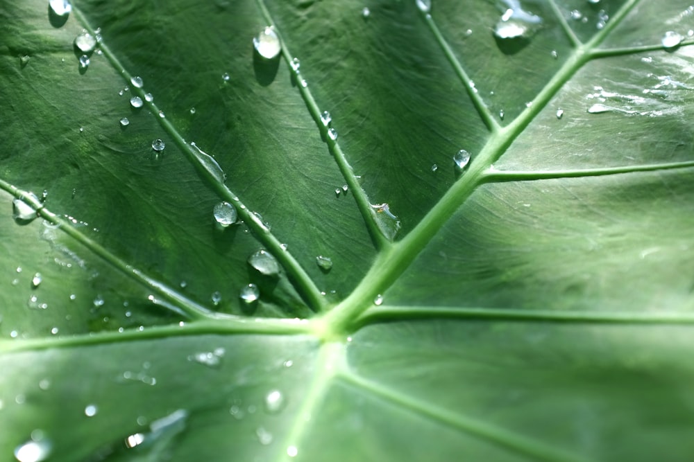 물방울이있는 큰 녹색 잎