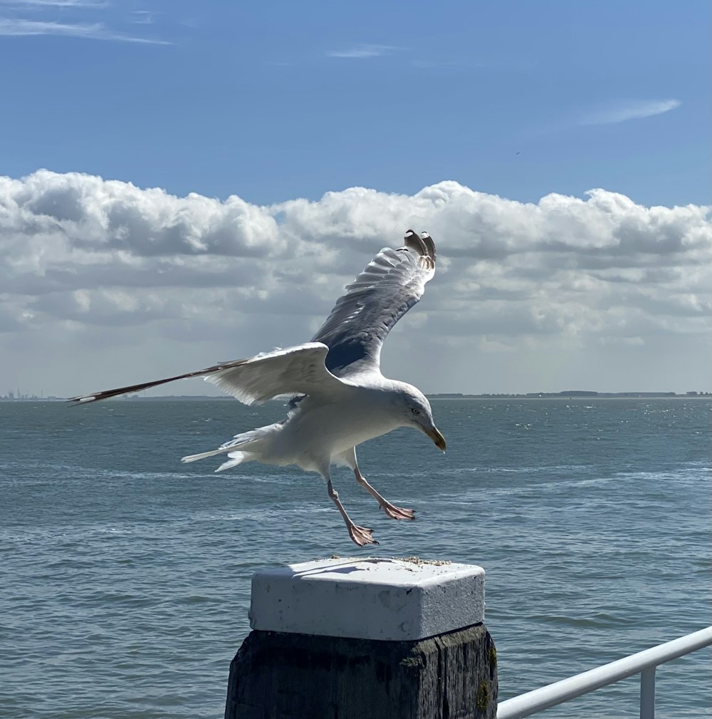 Eine Möwe fliegt auf einem Pier über das Wasser