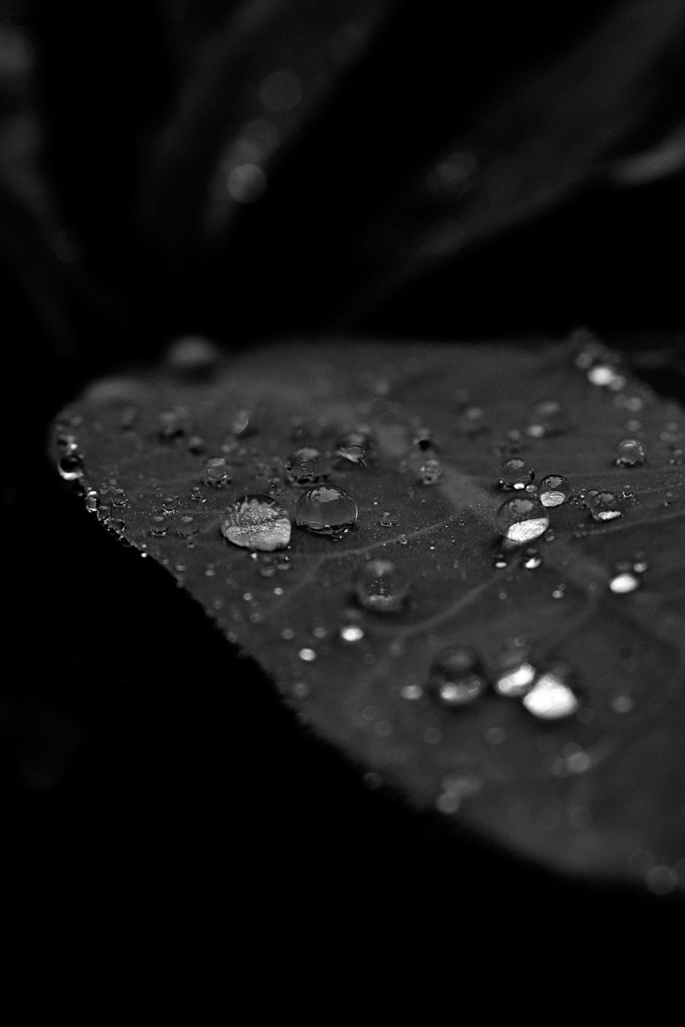 a black and white photo of water droplets on a leaf