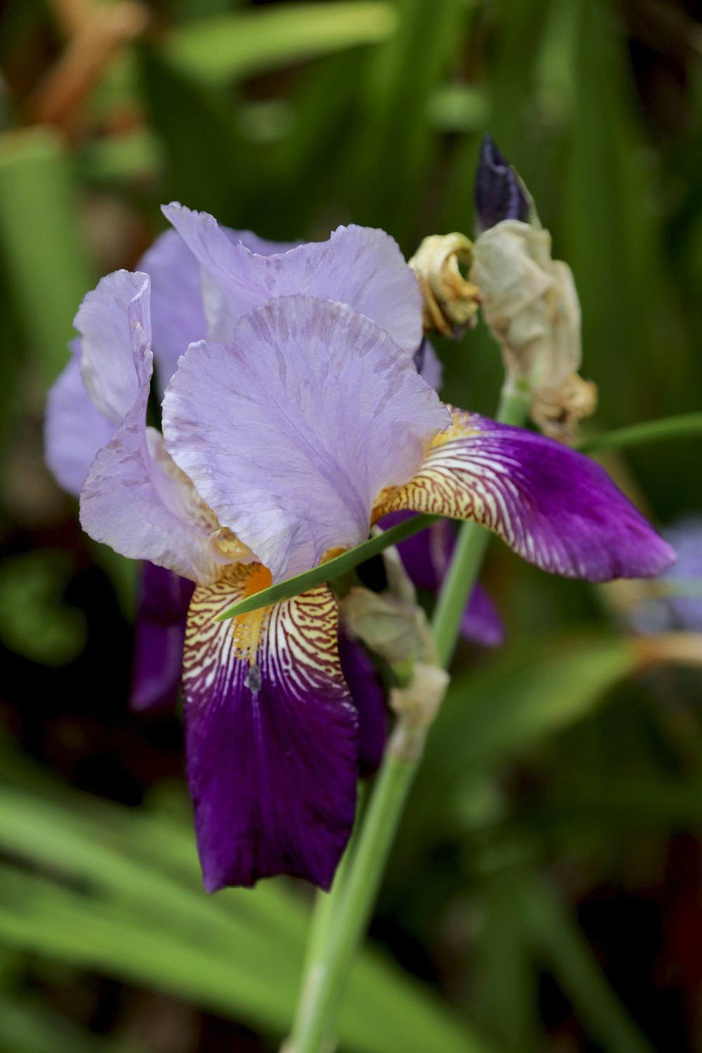 a close up of a purple flower on a plant