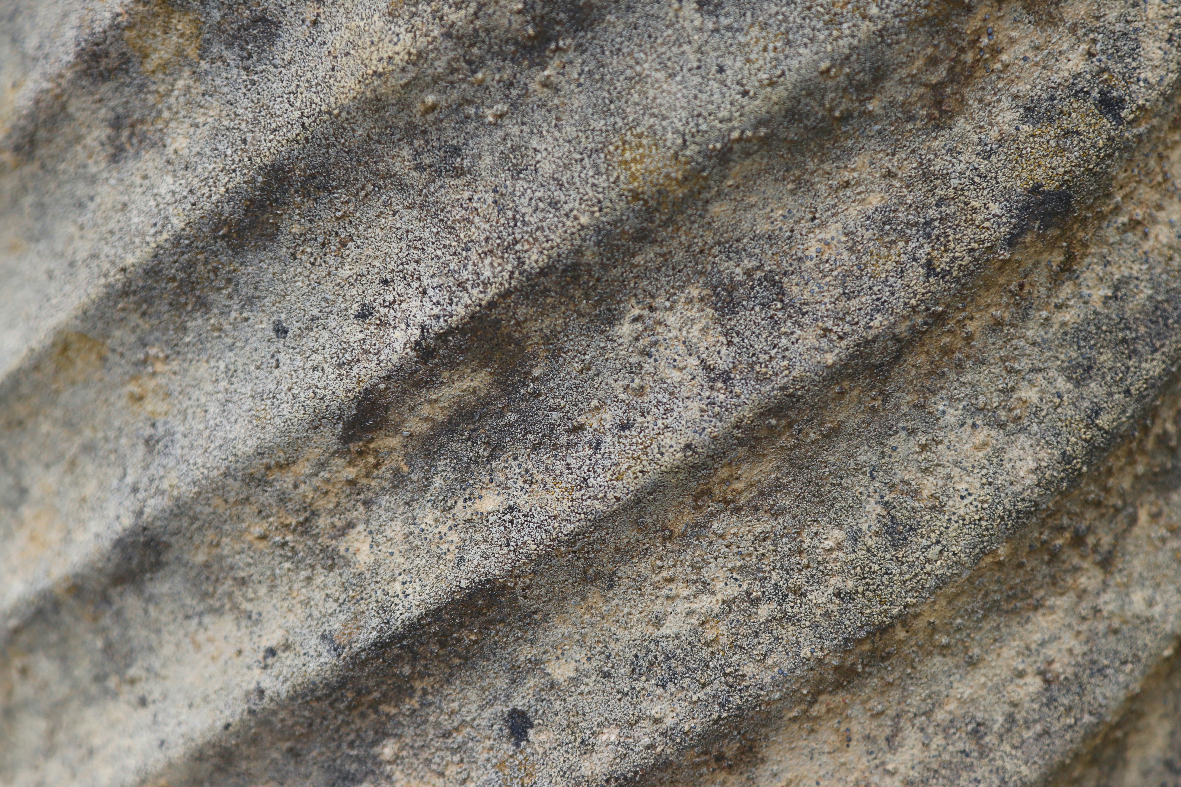 a close up of a rock with a small bird sitting on top of it