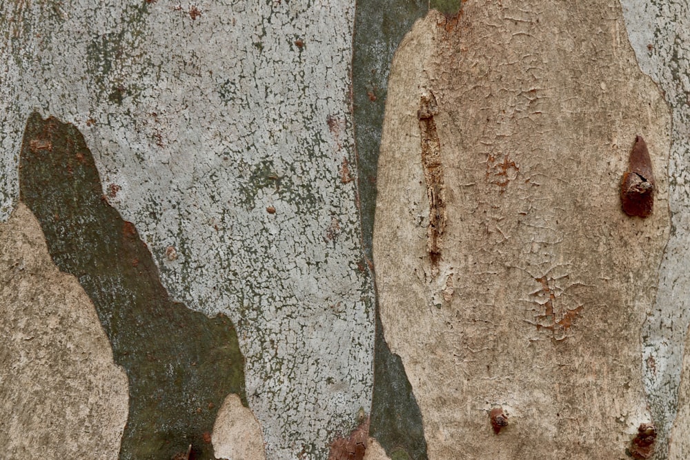 a close up of a tree trunk with peeling paint