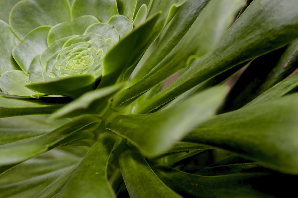 a close up of a green plant with leaves