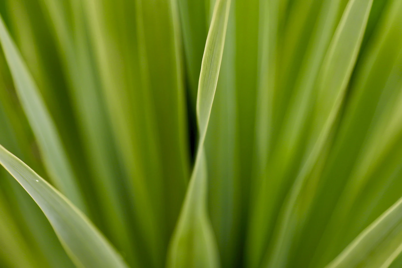 Close view of long, strap-like green leaves overlapping one another