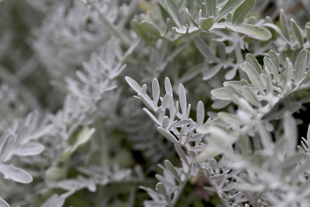 a close up of a plant with leaves