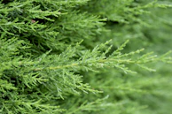 a close up of a green tree branch
