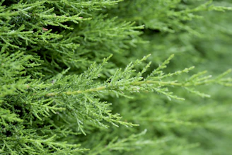 a close up of a green tree branch