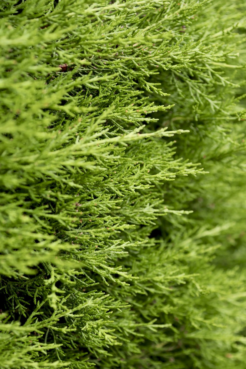 a close up of a green plant with lots of leaves