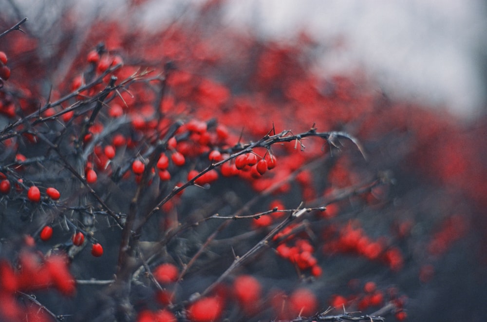 a bush with red berries growing on it