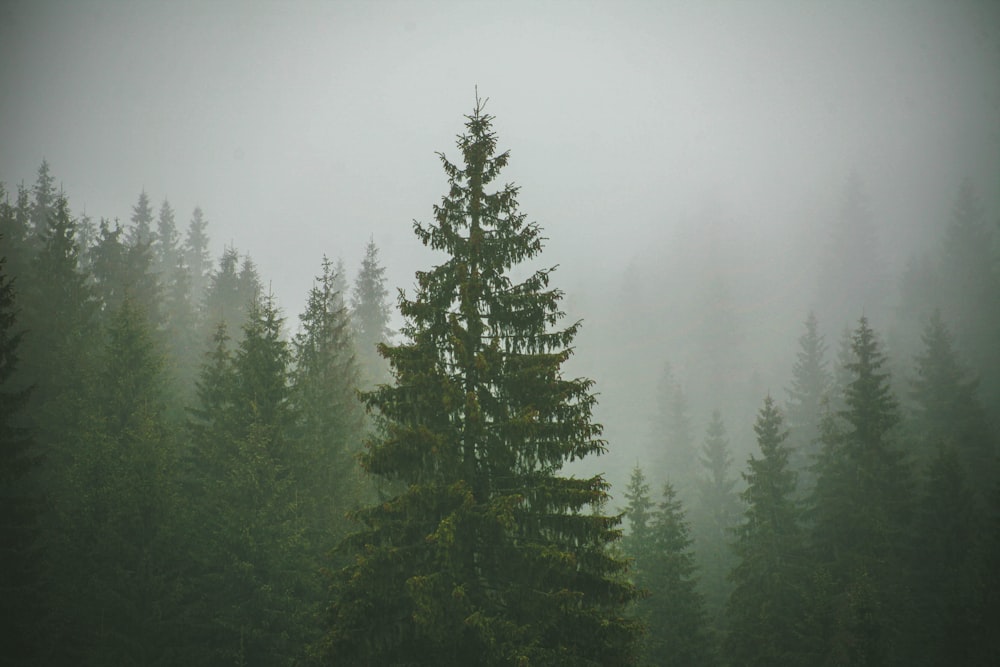 a pine tree in the middle of a foggy forest