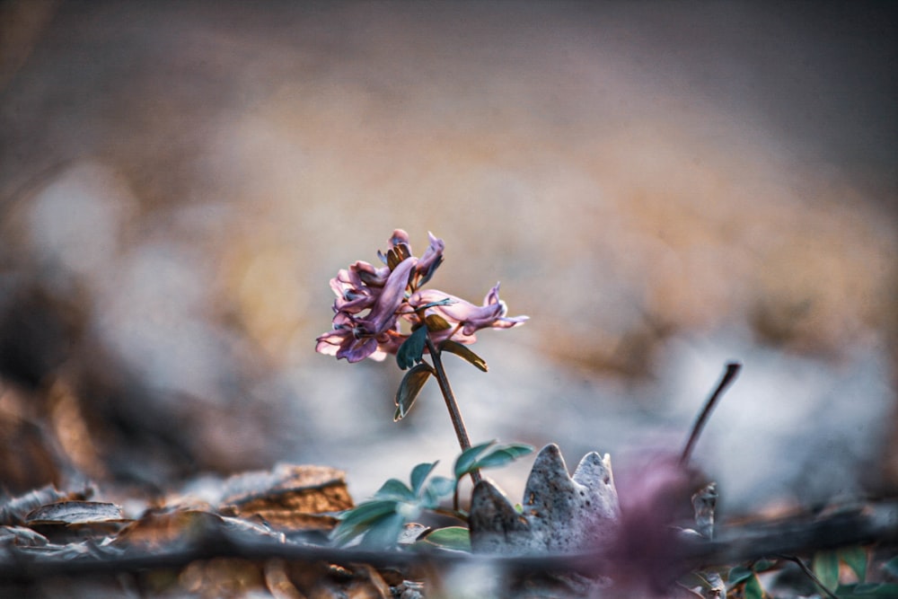 a small purple flower sitting on top of a leaf covered ground