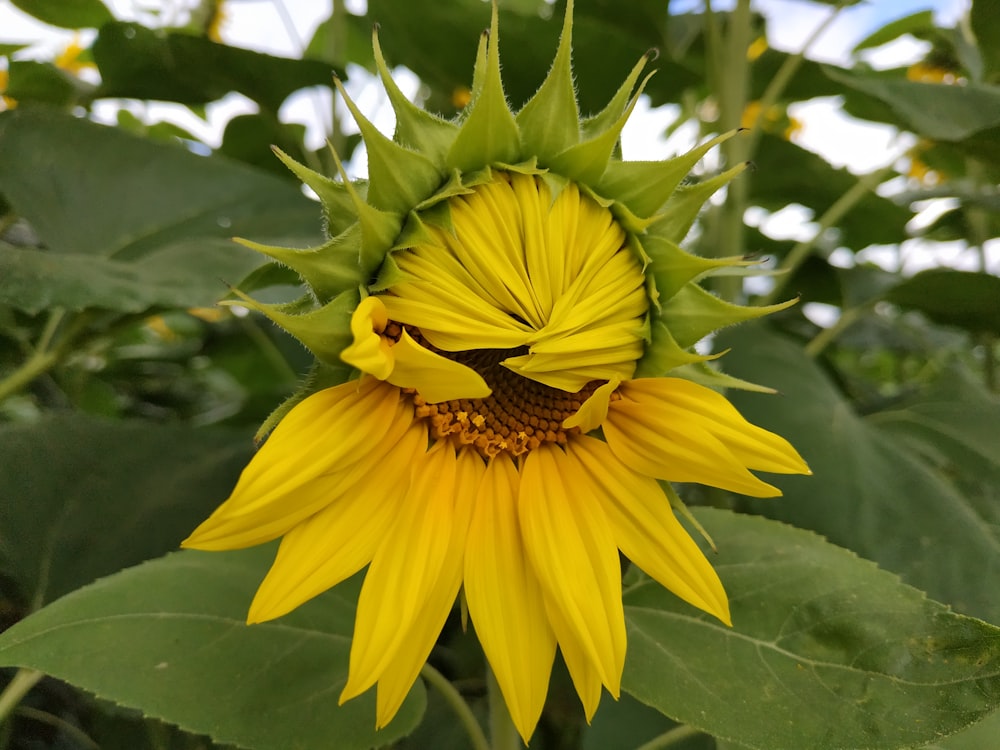 a sunflower with a face drawn on it