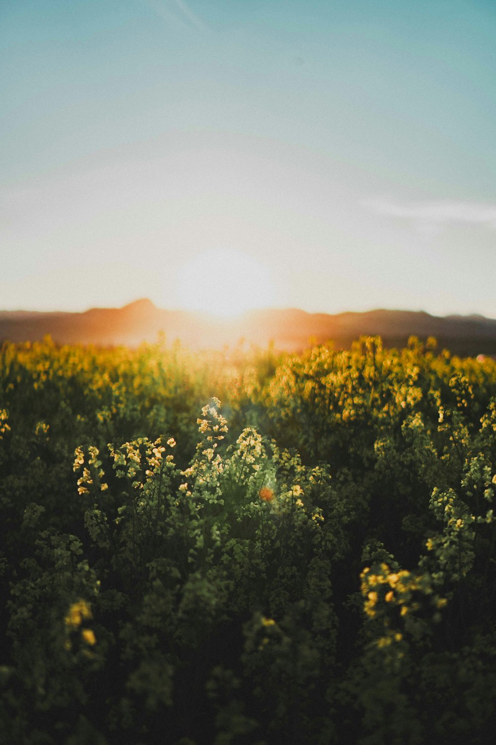 the sun is setting over a field of flowers