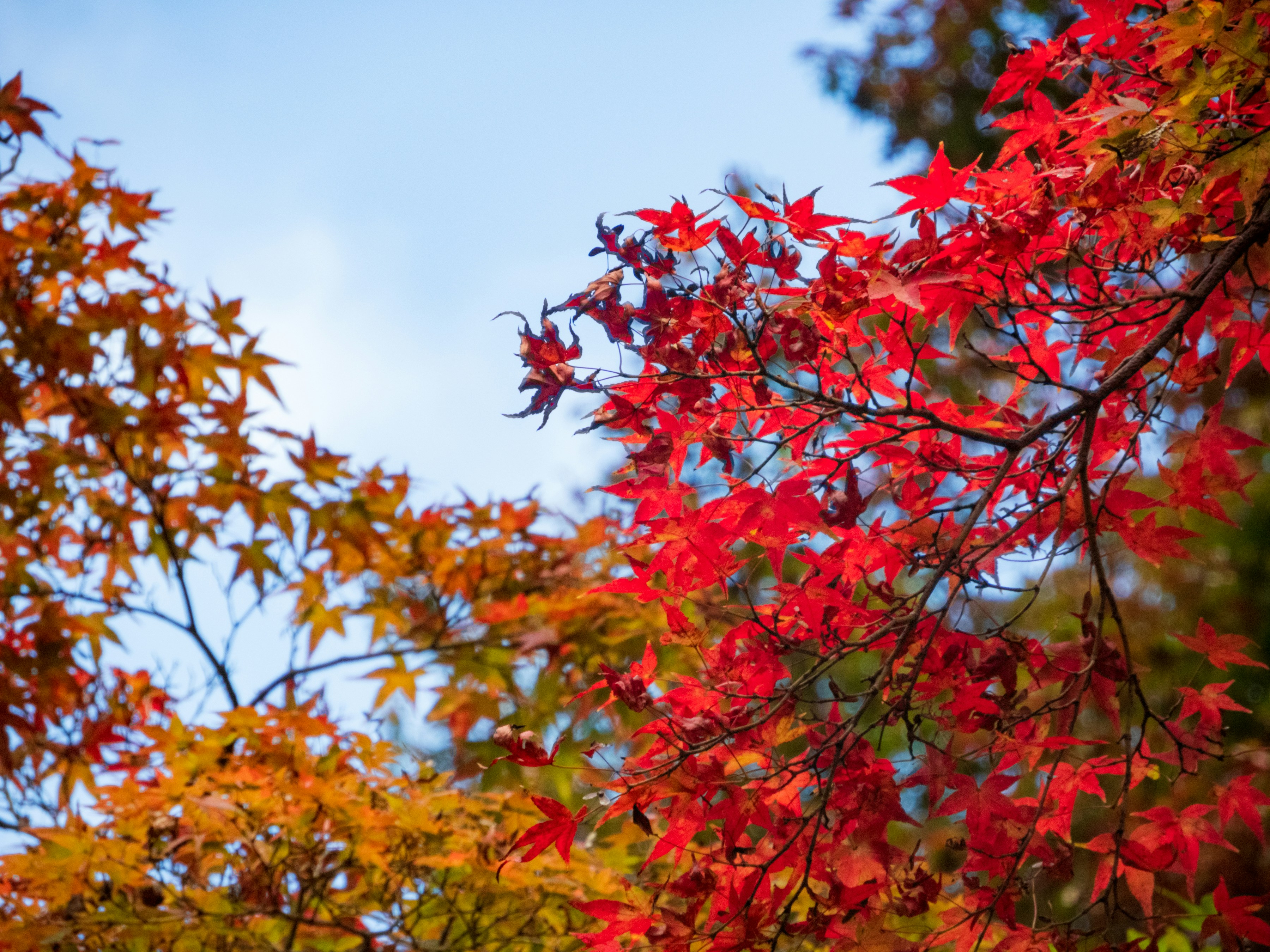 Photo by heppoko_yama