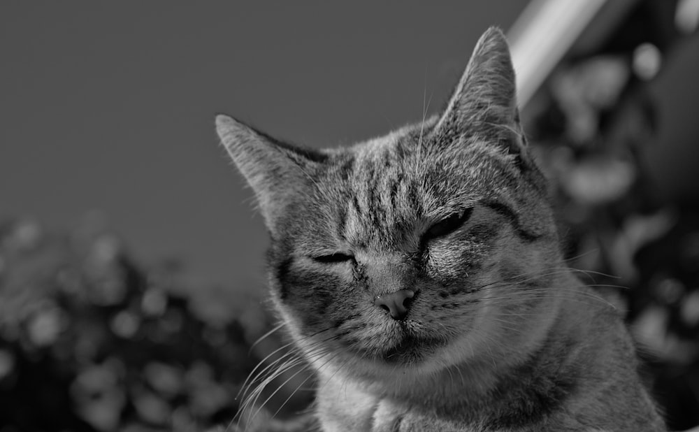 a black and white photo of a cat