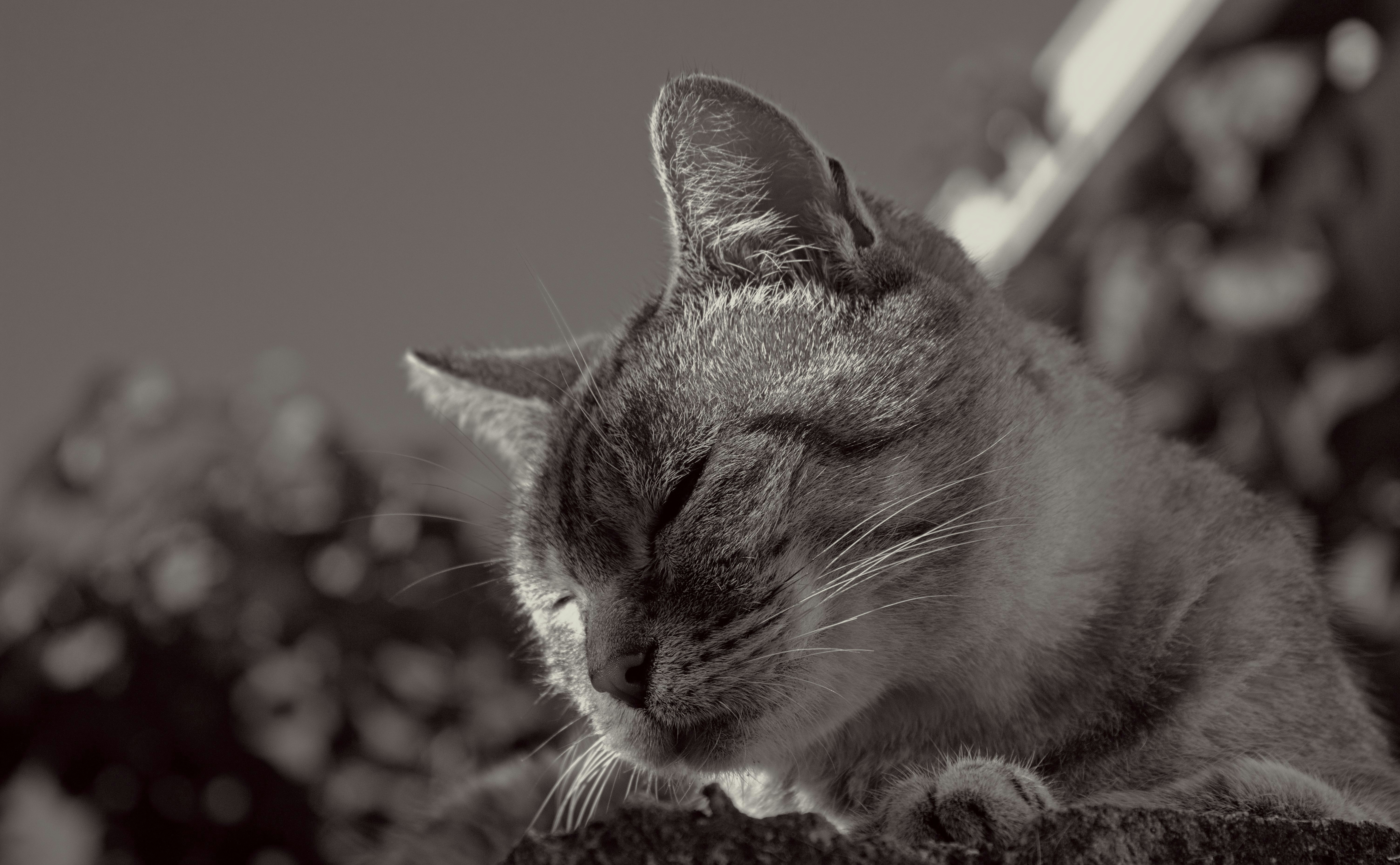 Photo by brunomiguel