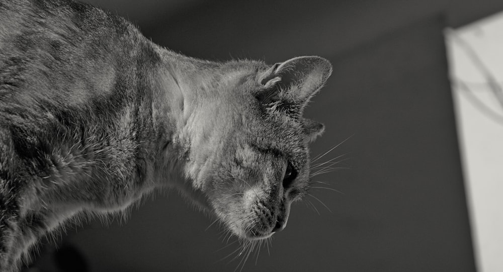 a black and white photo of a cat