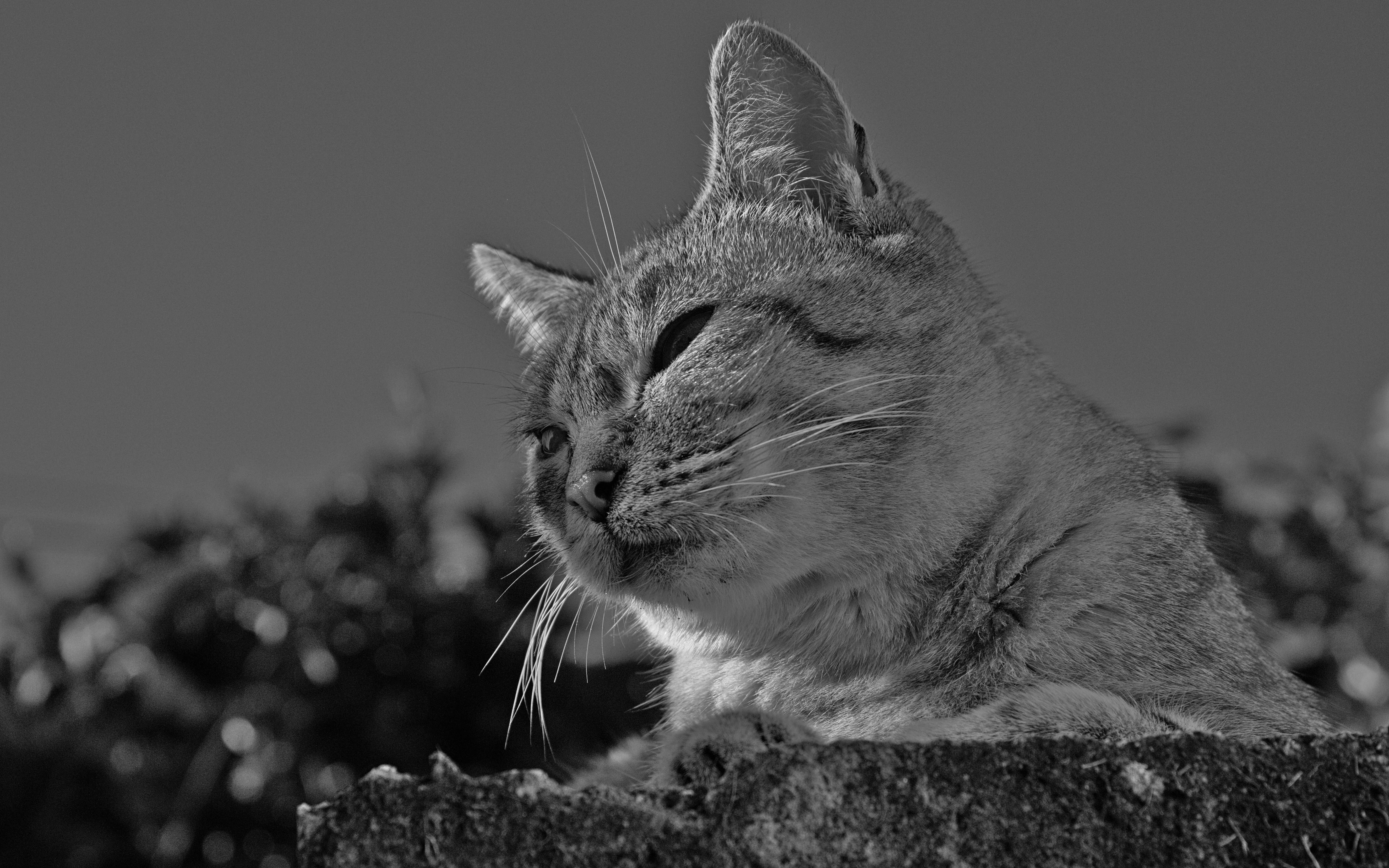 Photo by brunomiguel