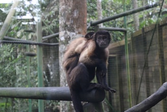 Two monkeys are perched on a wooden beam within a cage surrounded by greenery. The monkeys appear to be a mother carrying her young on her back. The environment is enclosed with metal wire fencing and the background is filled with trees and foliage.