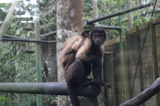 Two monkeys are perched on a wooden beam within a cage surrounded by greenery. The monkeys appear to be a mother carrying her young on her back. The environment is enclosed with metal wire fencing and the background is filled with trees and foliage.