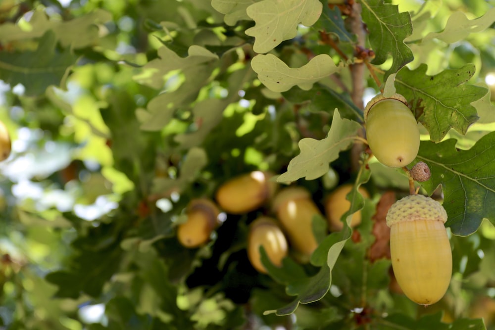 a bunch of fruit hanging from a tree