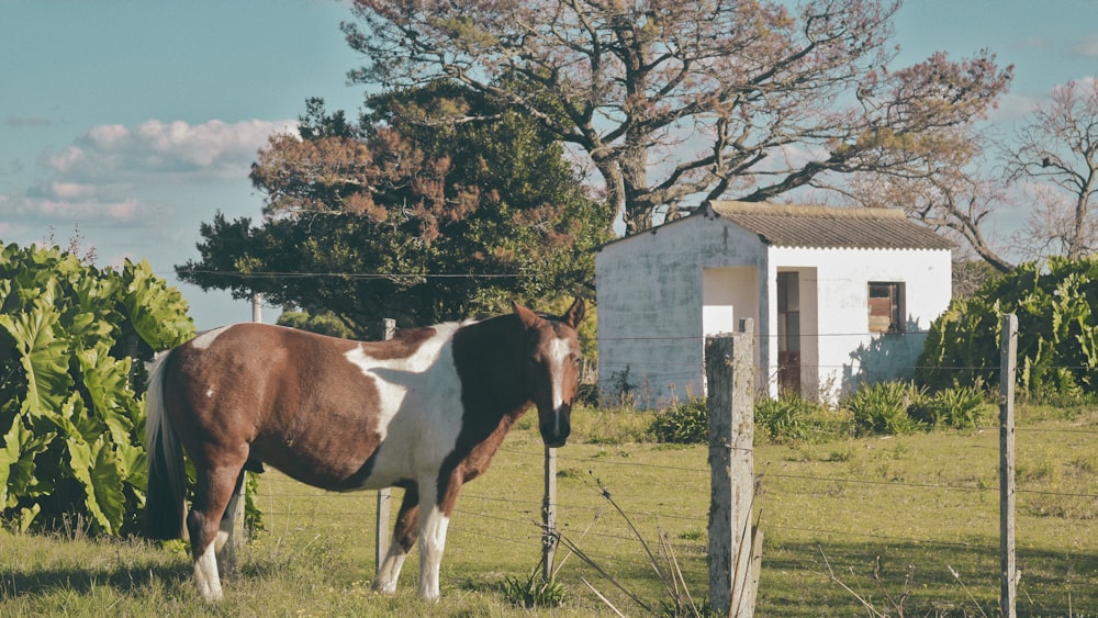 Un caballo marrón y blanco parado en la cima de un exuberante campo verde