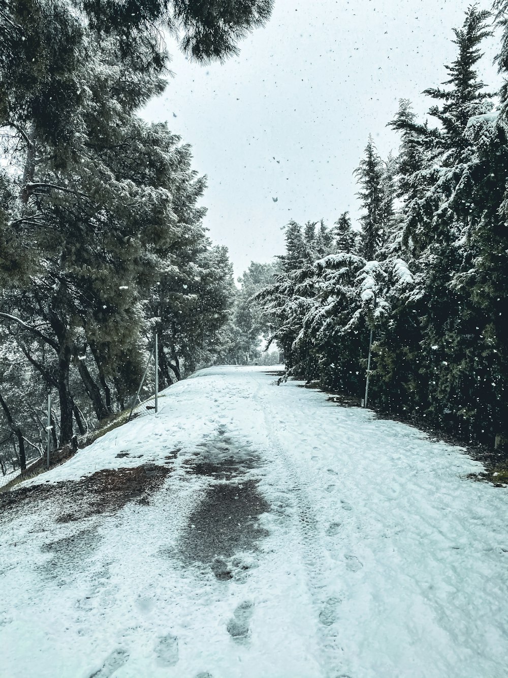 eine schneebedeckte Straße, umgeben von Pinien
