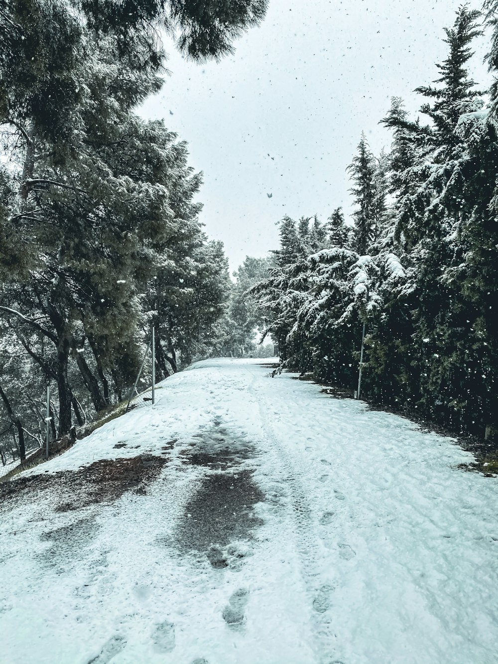 a snow covered road surrounded by pine trees