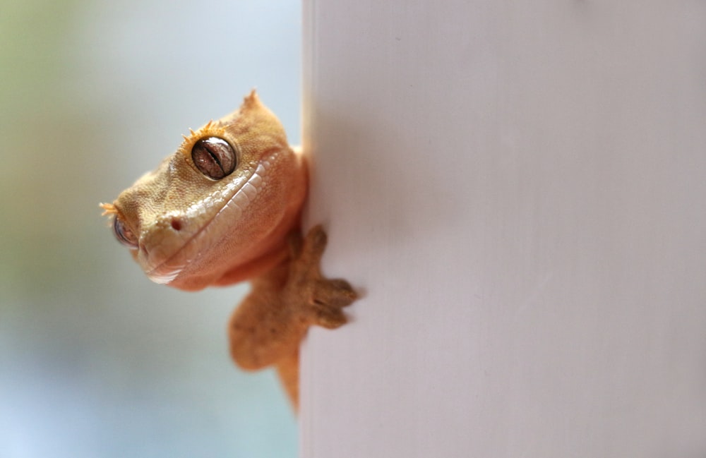 a small lizard is peeking out from behind a wall