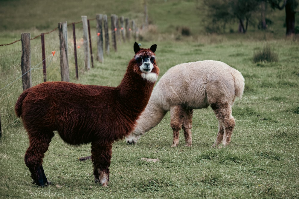 a couple of llamas are standing in a field