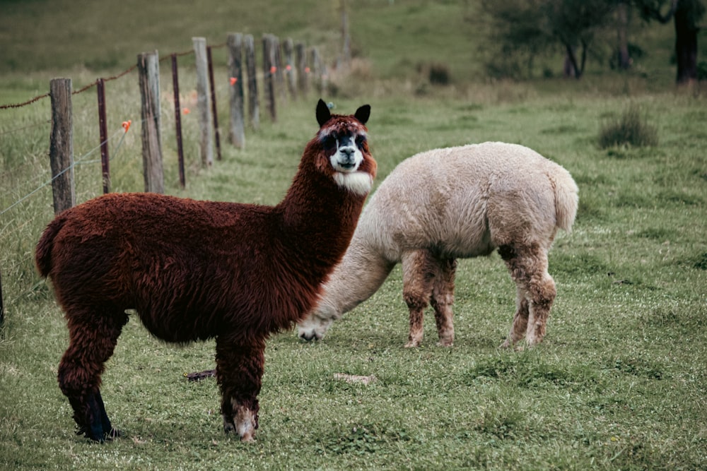 Un par de llamas están de pie en un campo