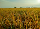A vast field of golden rice crops stretches across the landscape, with the horizon lined by a few scattered trees under a clear sky. The sunlight casts a warm glow over the scene, highlighting the ripe grains ready for harvest.