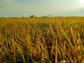 Local farmers harvesting maize and rice in a sunny field.