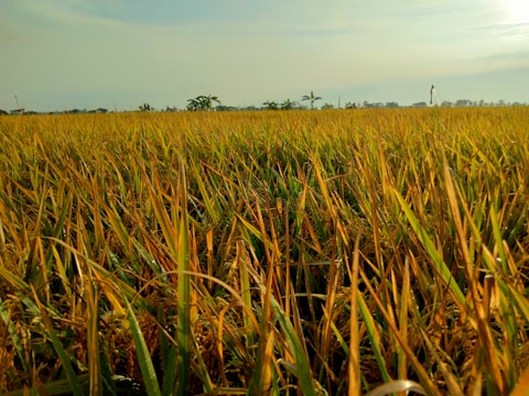A vast field of golden rice crops stretches across the landscape, with the horizon lined by a few scattered trees under a clear sky. The sunlight casts a warm glow over the scene, highlighting the ripe grains ready for harvest.