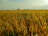 A vast field of golden rice crops stretches across the landscape, with the horizon lined by a few scattered trees under a clear sky. The sunlight casts a warm glow over the scene, highlighting the ripe grains ready for harvest.