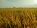 A pristine farm field under golden sunlight, showcasing rows of frozen fruits ready for export.
