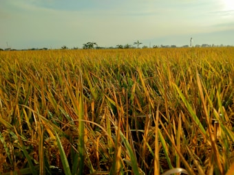 A vast field of golden rice crops stretches across the landscape, with the horizon lined by a few scattered trees under a clear sky. The sunlight casts a warm glow over the scene, highlighting the ripe grains ready for harvest.