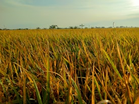 A vast field of golden rice crops stretches across the landscape, with the horizon lined by a few scattered trees under a clear sky. The sunlight casts a warm glow over the scene, highlighting the ripe grains ready for harvest.