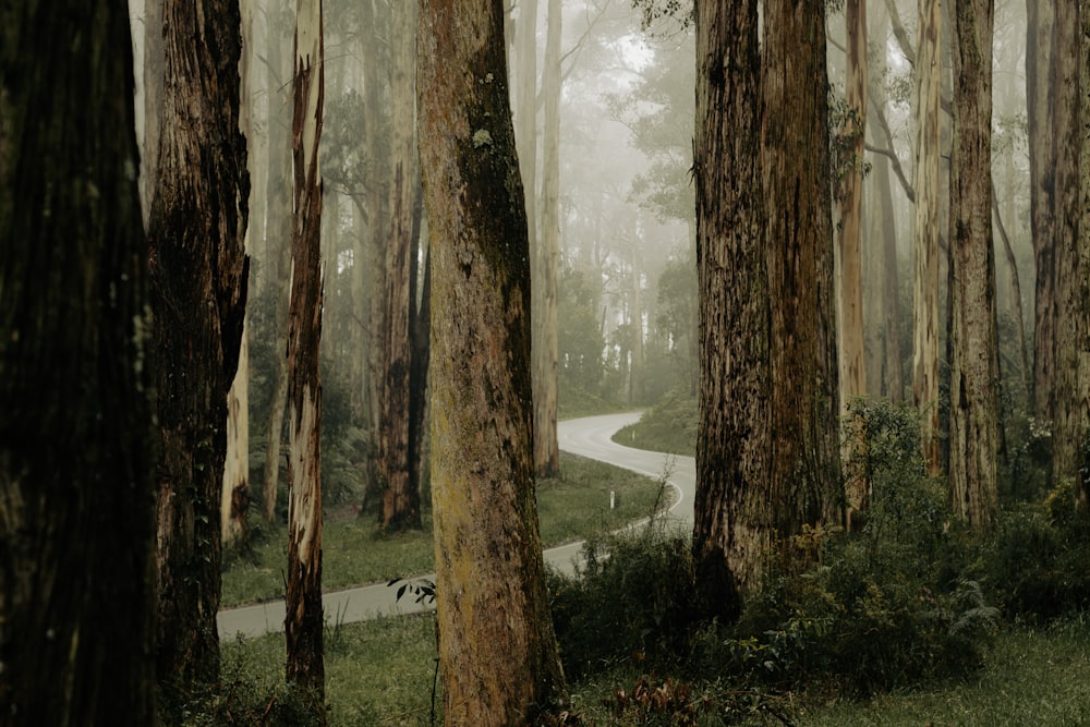 a road in the middle of a dense forest