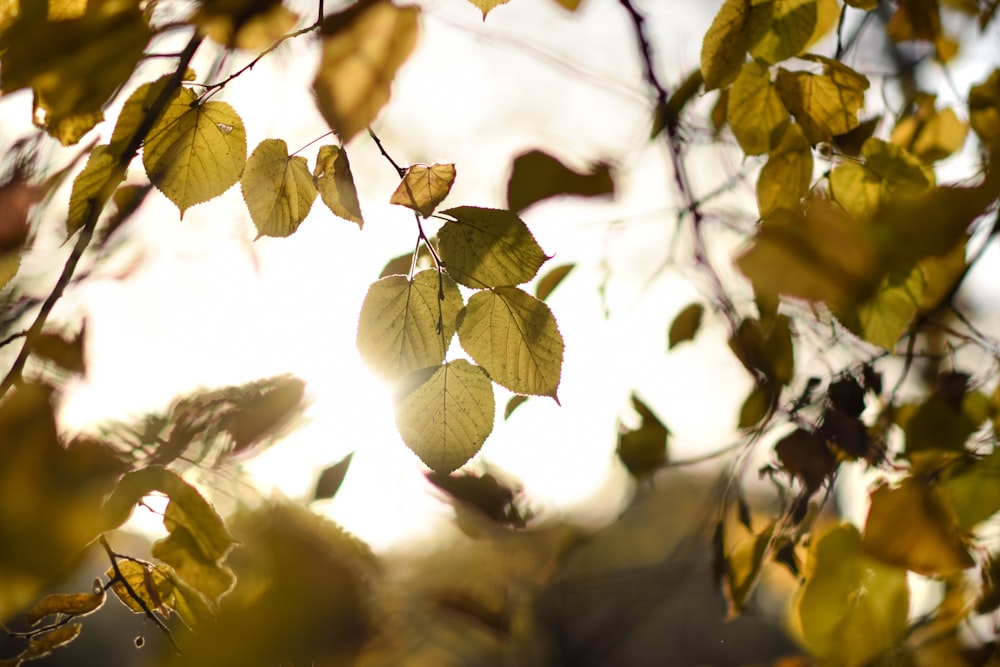 El sol brilla a través de las hojas de un árbol