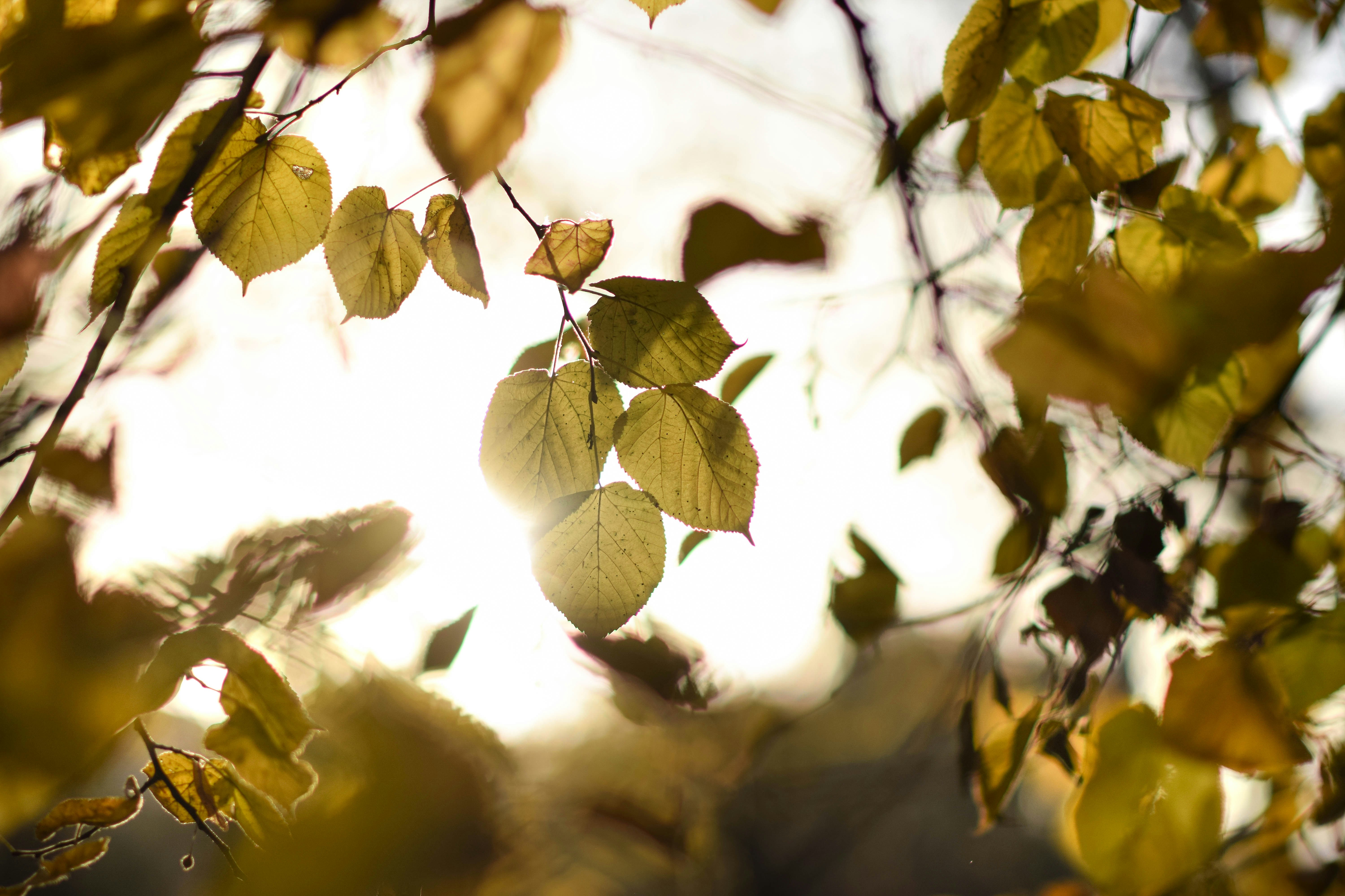 Autumn sun lights on linden leaves🌞🌳🍂