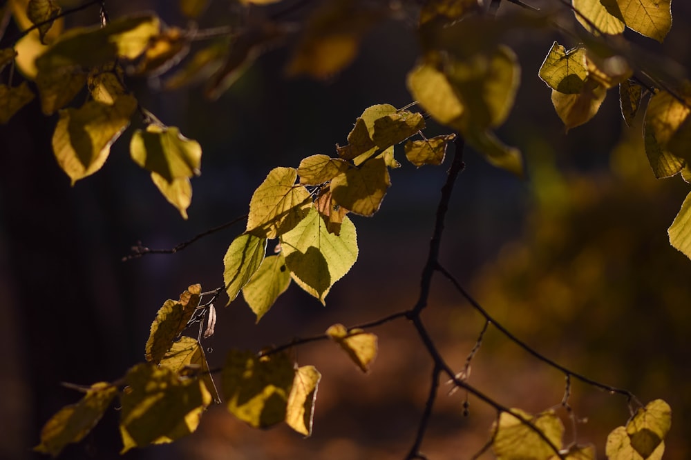 a tree branch with yellow leaves in the fall