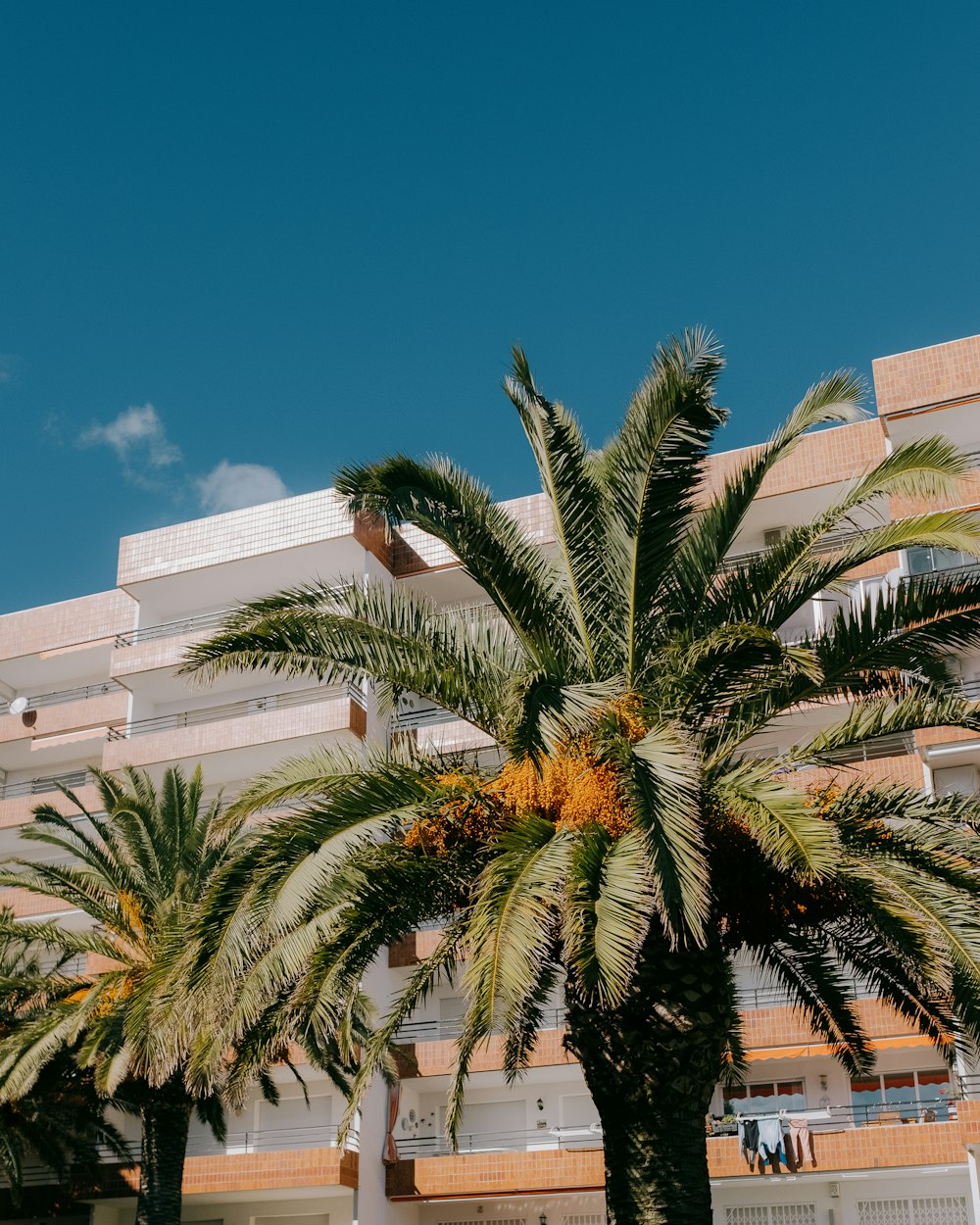 a palm tree in front of a building