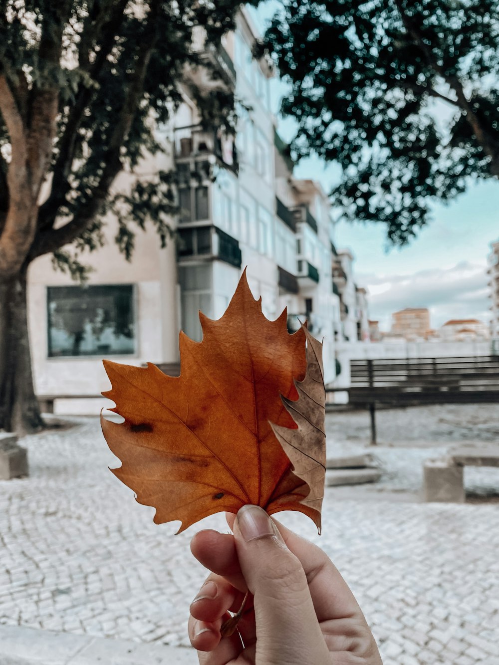a person holding a leaf in front of a building